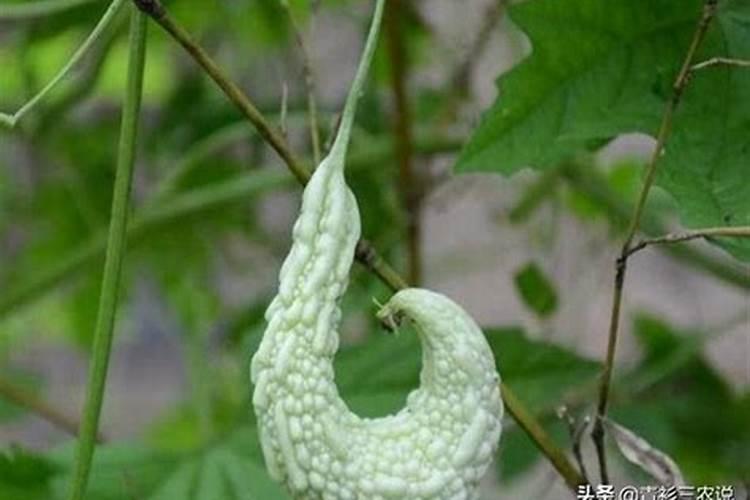 苦瓜用什么肥料最好
