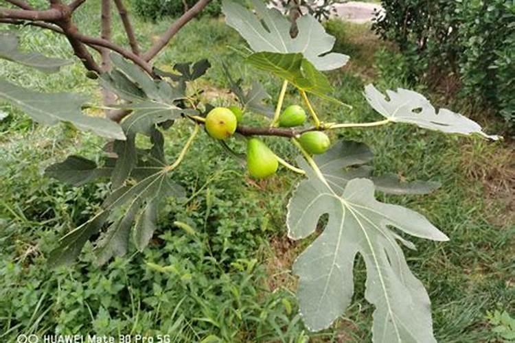 在家种无花果树怎么种,怎样栽种无花果树