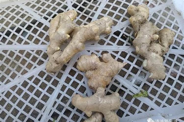 烤烟施钾肥最佳时间 什么时候使用效果好