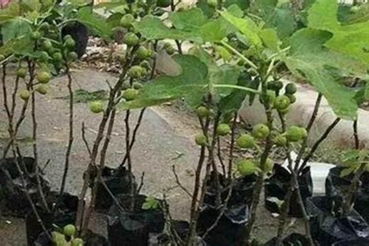 无花果怎么种植