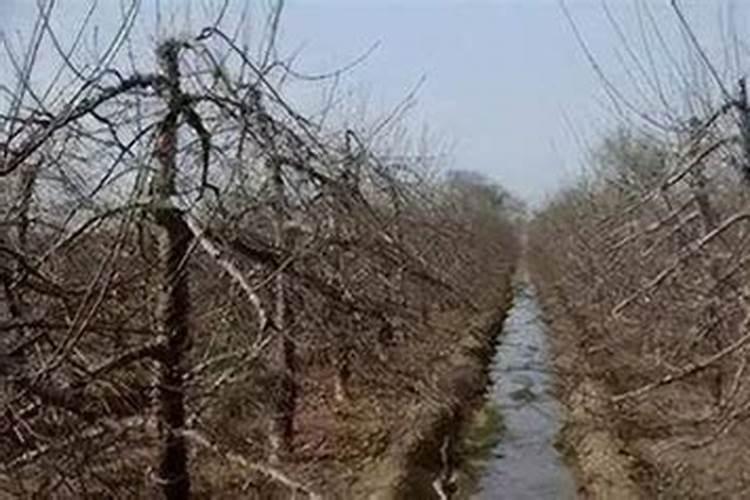 果树什么时候施肥最好 果树何时施肥最好