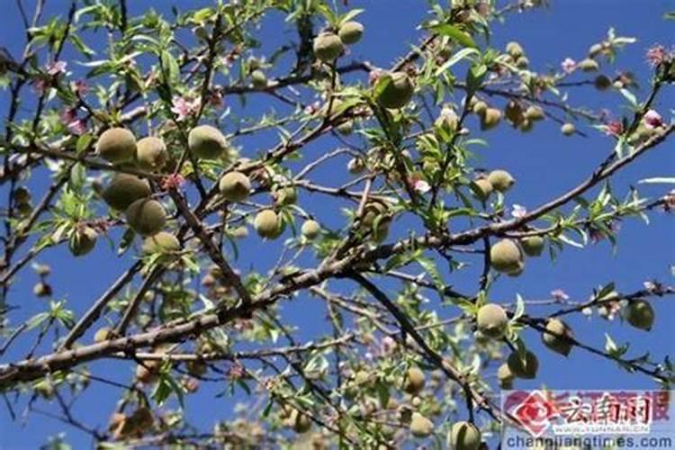 种植桃树的时候,哪些情况下需要喷洒叶面肥？