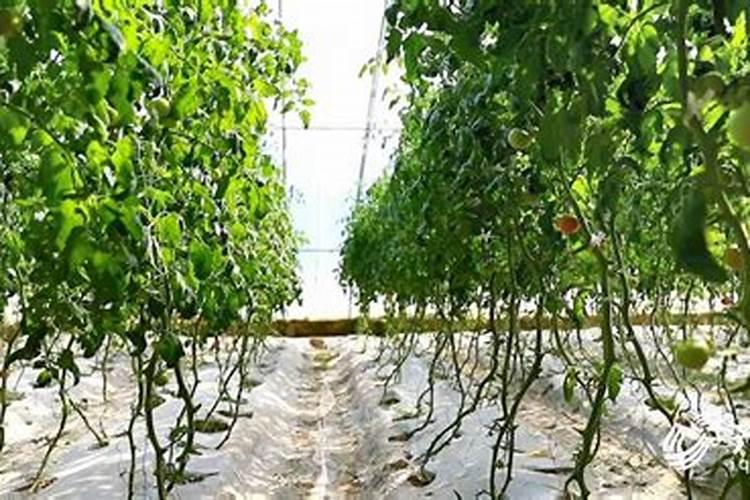 番茄开花阶段使用什么叶面肥效果好？