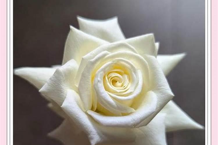 兰花草长黑斑,死苗,求指点
