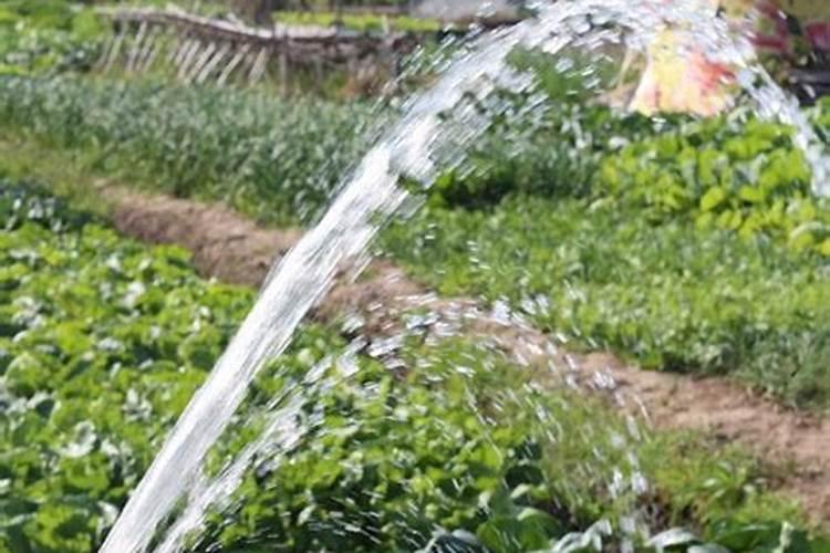 氯化钾肥料能用在什么植物上