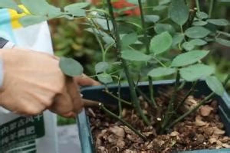 富硒八仙茶属于什么茶