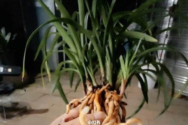 兰花换盆后多久施肥