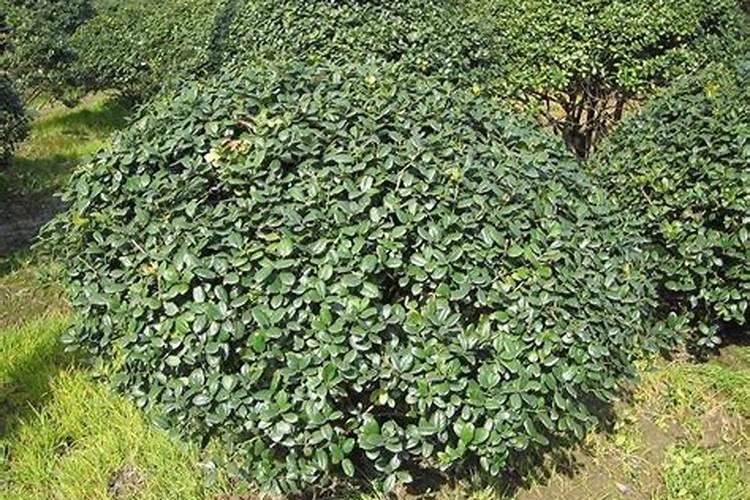 黄杨新桩施肥方法 黄杨盆景施肥方法