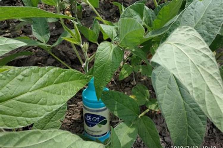 红土能种菜吗？要怎么改良