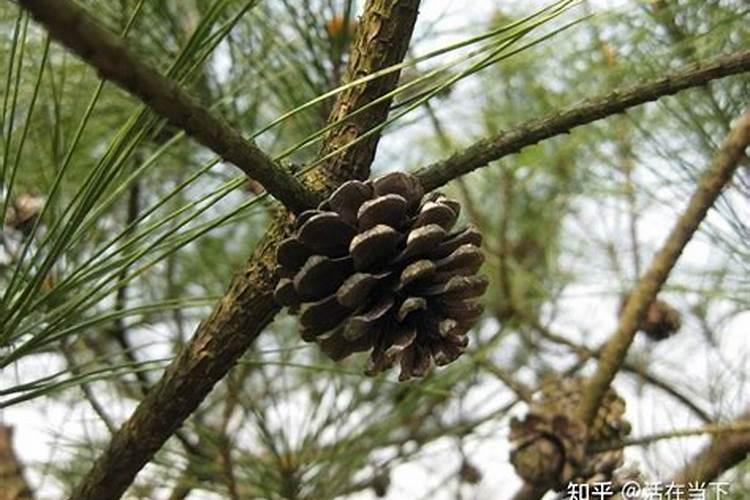 养松果菊需要注意什么？