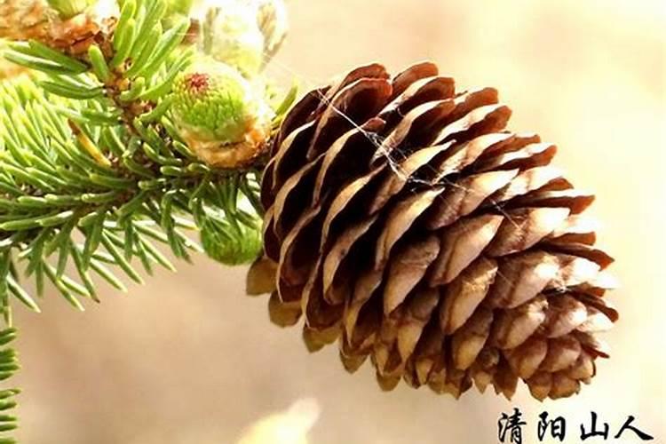 松果菊的养殖方法和注意事项