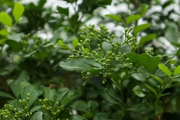 九里香施什么样的肥