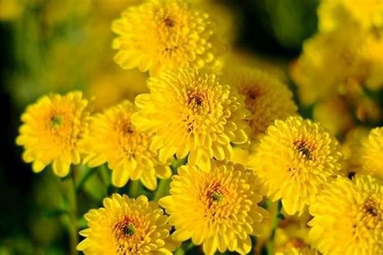 盆栽菊花怎么施肥,菊花四季施肥的方法及注意事项