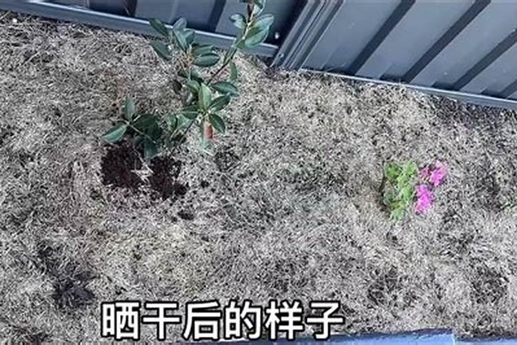 杂草可以做肥料吗