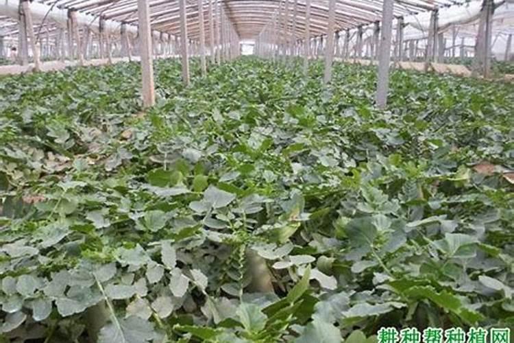 玉米苗后施肥还用浇水吗