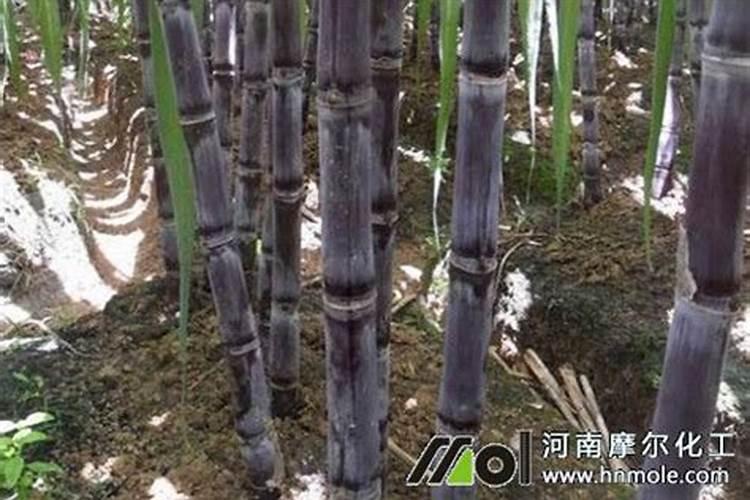 种植甘蔗用什么肥料最好