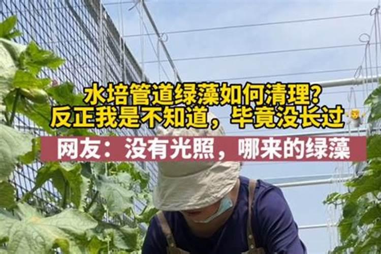 池塘水变绿咋处理