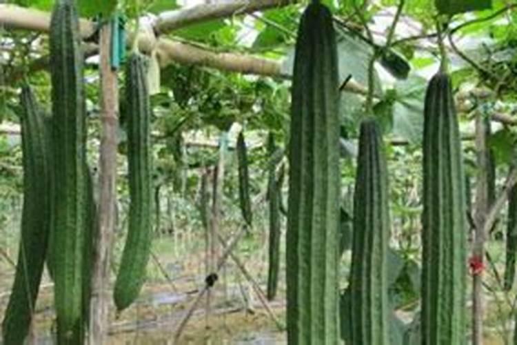 辣椒打啥叶面肥最好