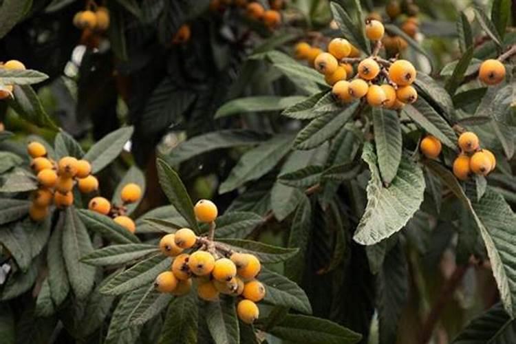 蟹爪兰施什么肥可以开花
