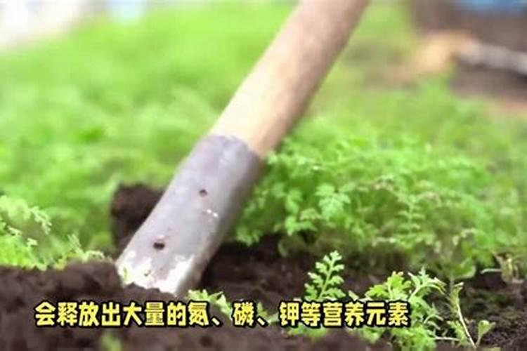娃娃菜打什么叶面肥好？