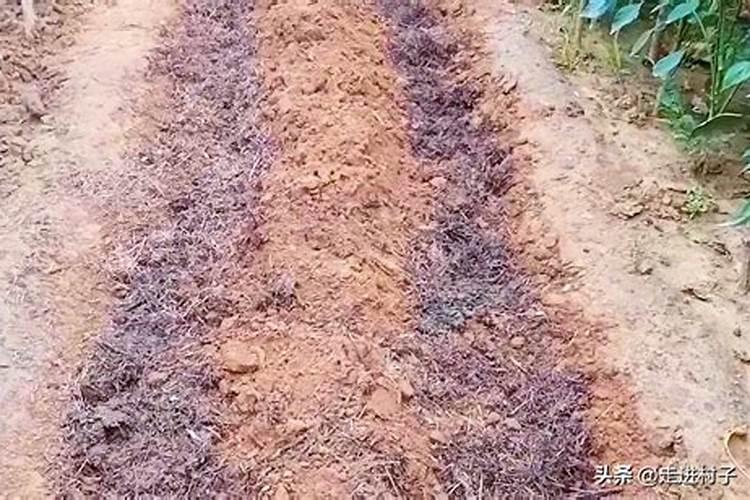 种菜地底肥用什么肥料最好