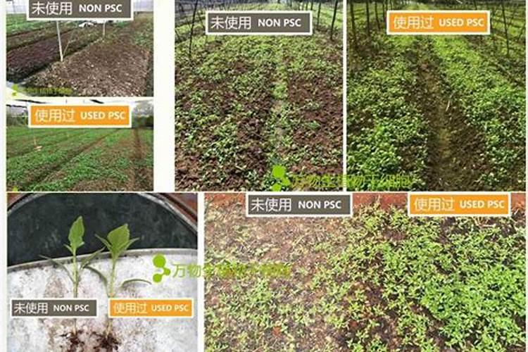 各位老师我的茄子发红该怎么处理