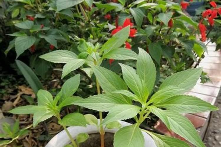 凤仙花用什么肥料,用什么土最好