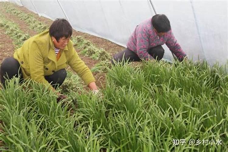 磷铵是什么东西,磷石膏又是什么东西？