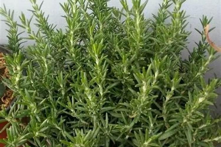 迷迭香施肥用什么肥料