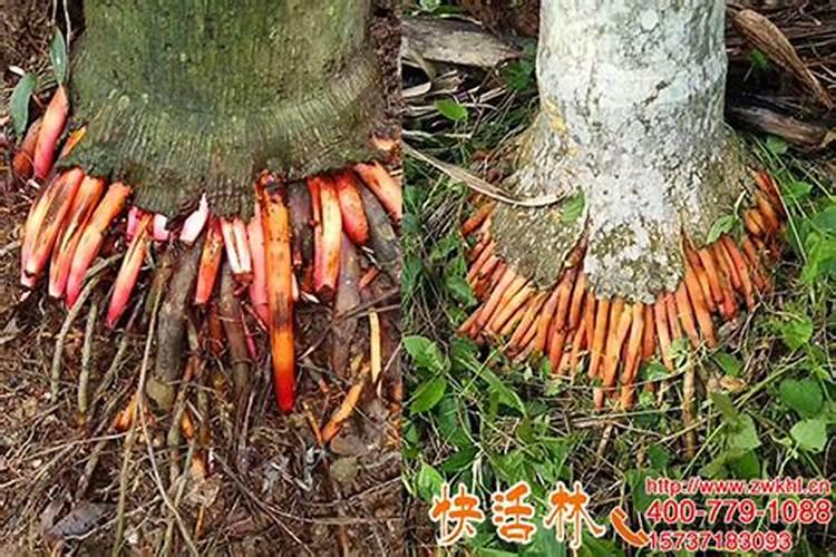 槟榔种植不久可以用尿素追肥吗