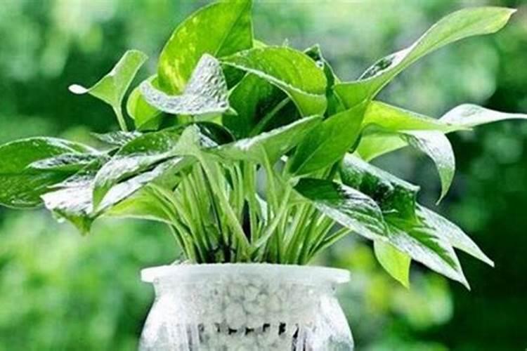 绿萝花肥用什么合适 肥料制作与使用方法