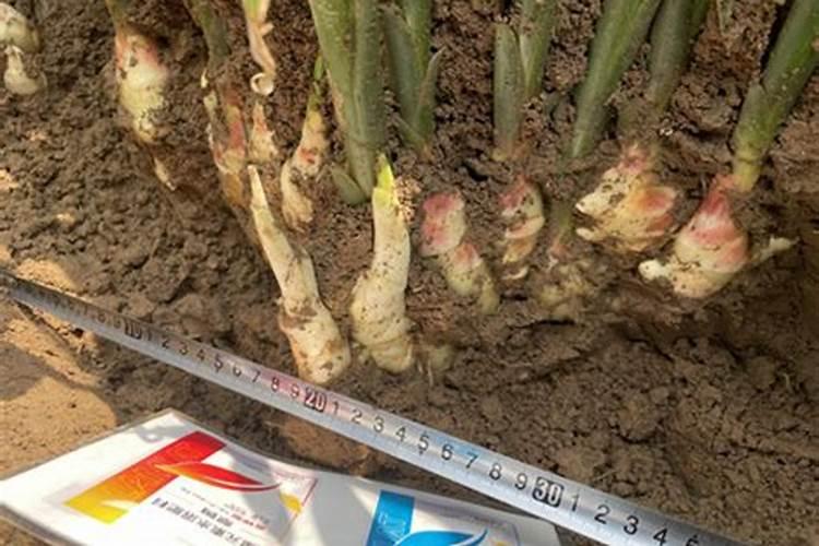 种植大姜后期用什么肥料好？