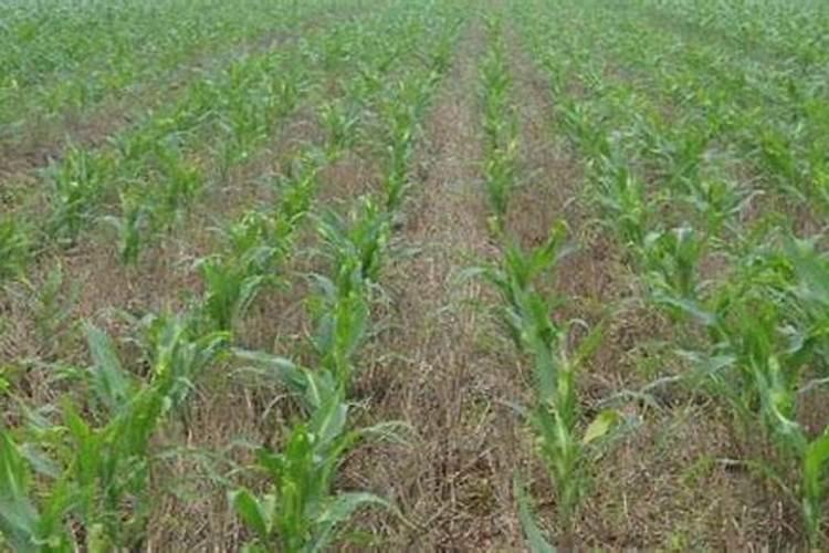 玉米除草剂和叶面肥可以一起使用吗