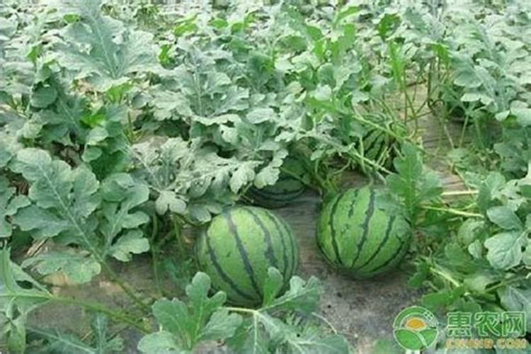 西瓜结果了需要施什么肥料