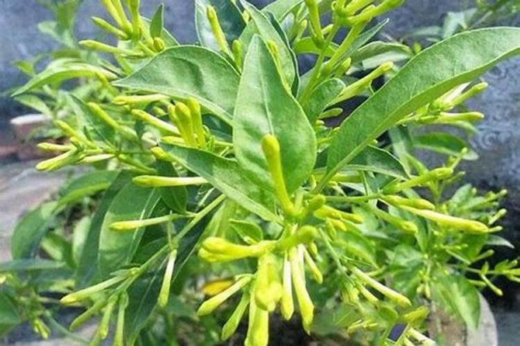 夜香花如何种植高产