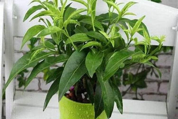 夜香花的种植与养殖方法 盆栽夜香花怎么养
