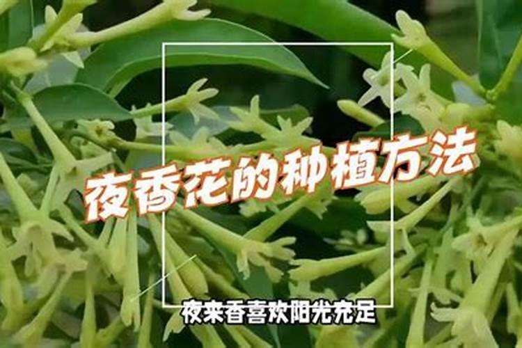 夜香花的种植与养殖方法 盆栽夜香花怎么养