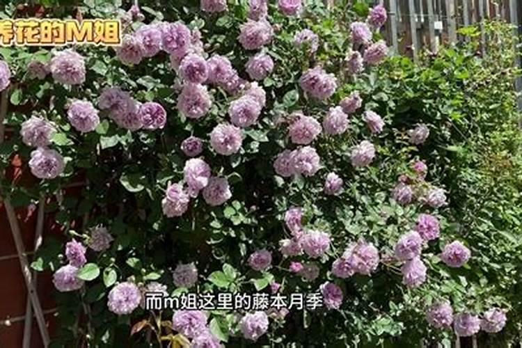 45%松脂酸钠1g兑水多少斤