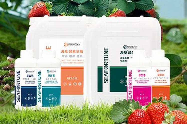 砂糖橘种植技术