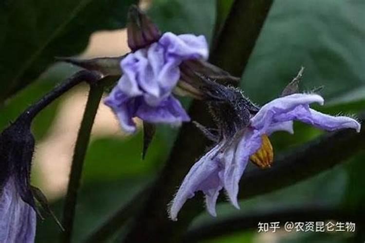 柿子树施什么样的肥？怎样施肥？