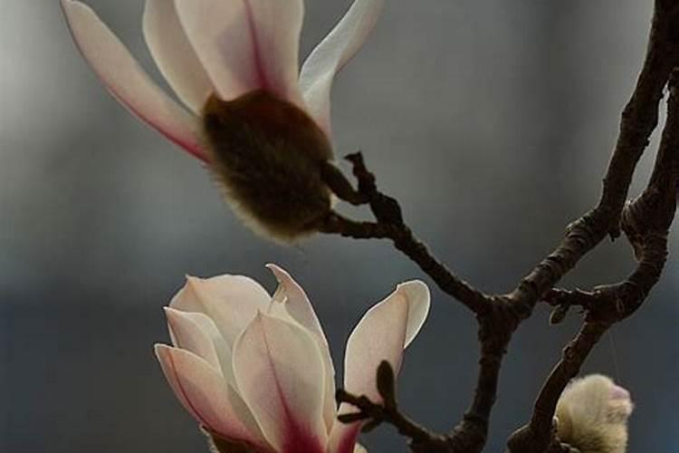 金玉兰菜种子怎么样种植(详解金玉兰栽培技术)