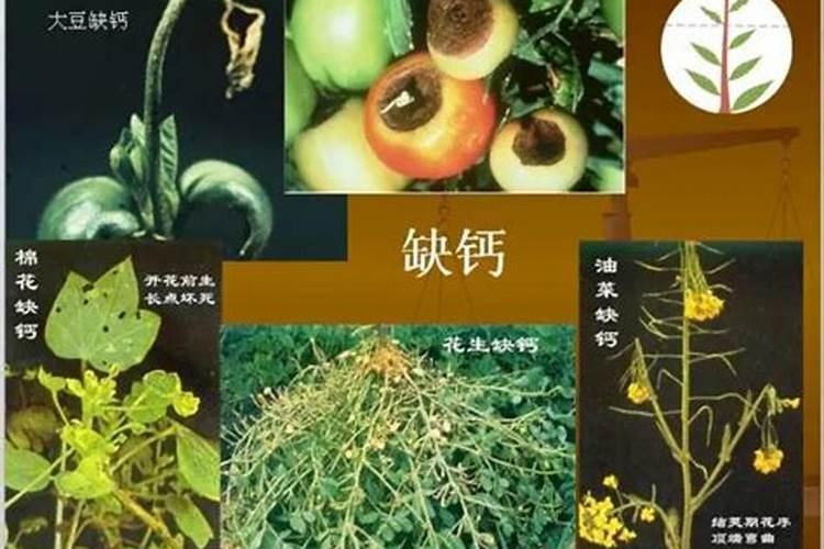 作物缺镁的现象