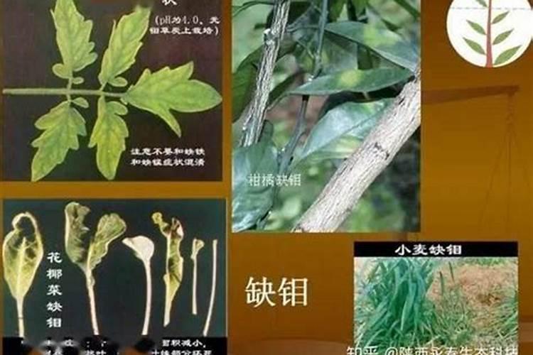 饼肥是什么做成的