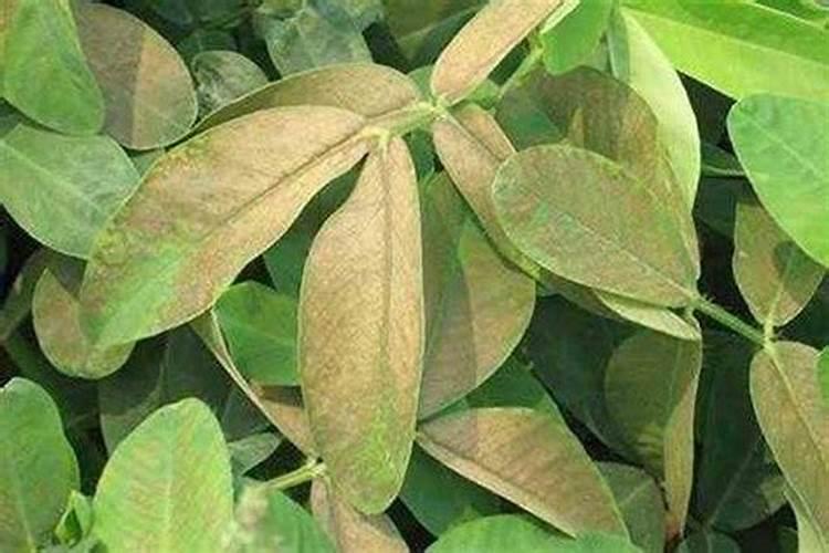 请问专家,最近麦茬花生 大面积发黄,什么情况啊 谢谢