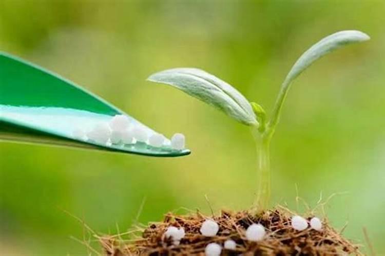脐橙着了色用芸苔素十绿颖可以吗