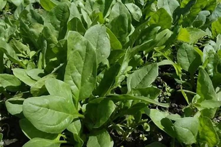 按照植物所需自制营养肥料,怎么达到氮磷钾含量均衡？