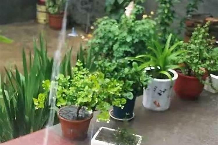 番石榴最适宜生长气温多少？