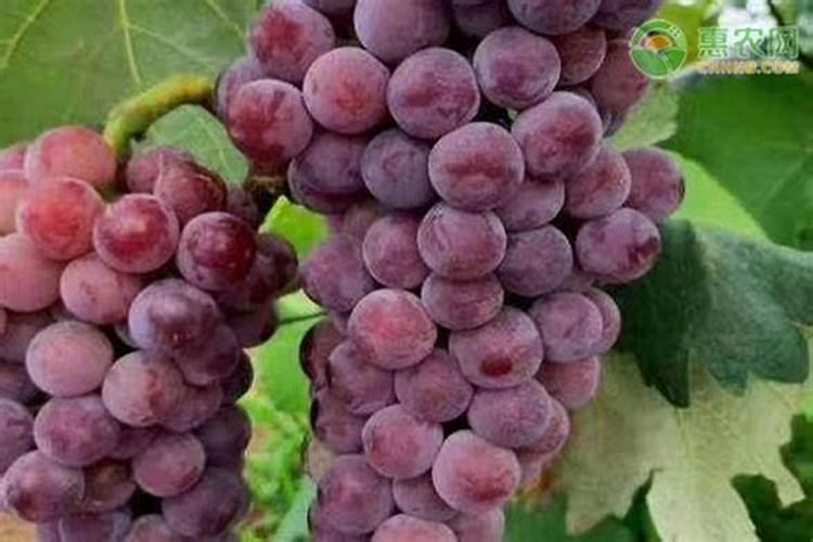 红提葡萄萌芽期上什么肥好？有何依据？