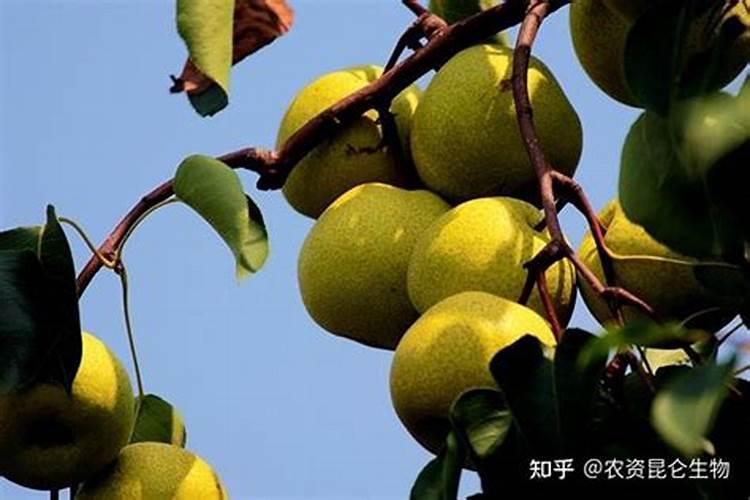 敌敌畏烧叶子怎么解药害敌敌畏能喷花草吗