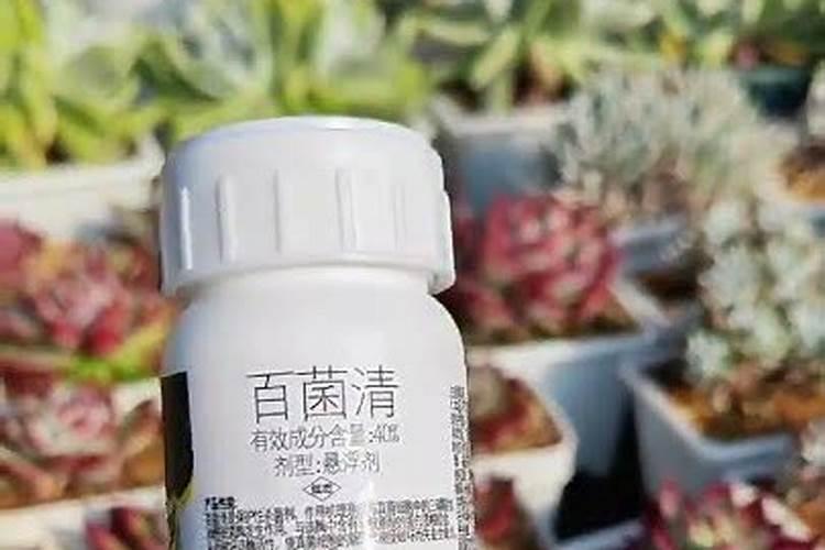 多肉施什么肥料最好